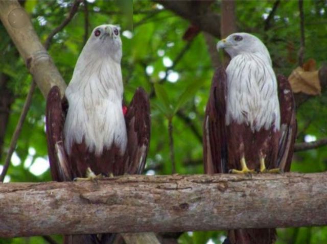 Dua Ekor Anak Burung Elang